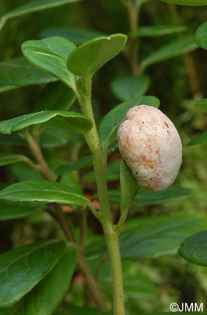 Exobasidium vaccinii
